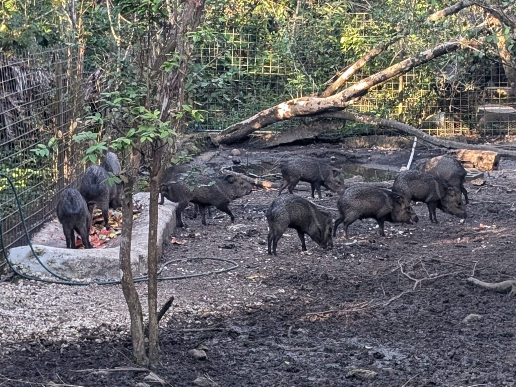 Peccaries